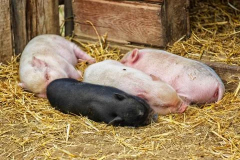 Potbellied piglets Stock Photos