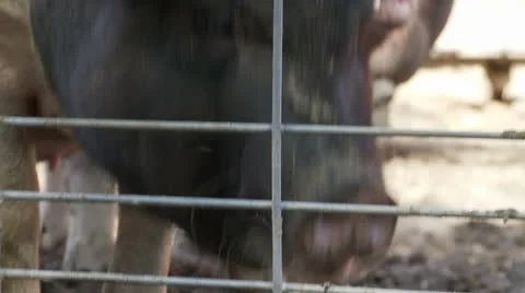 PotbelliedpigC Stock Footage 25627986