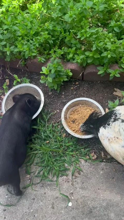 Potbelly Pig and rooster sharing a meal Stock Footage 283240386