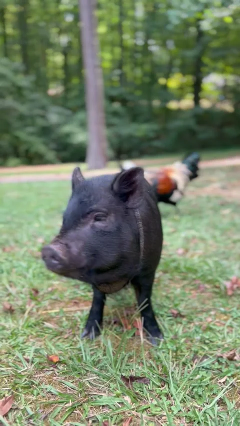 Potbelly Pig Stock Footage 283411642