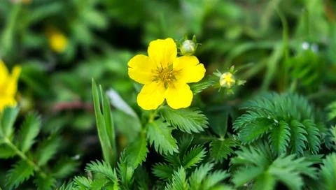 Potentilla anserina Stock Photos