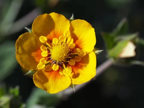 Potentilla Stock Photos