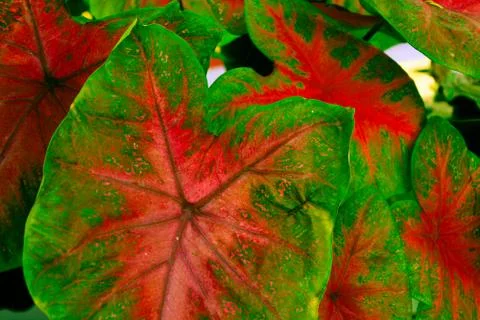 Pothos Bush Stock Photos