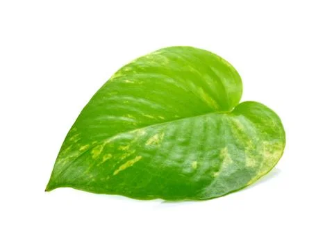 Pothos leaf isolated on white background Stock Photos