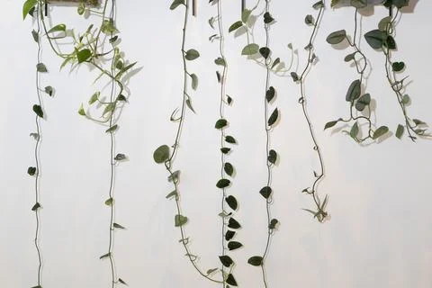 Pothos plant cascading down from a shelf against a plain wall in a bright i.. 스톡 사진