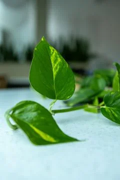 Pothos plant grows on a table surrounded by other greenery in a bright indo.. Stock Photos