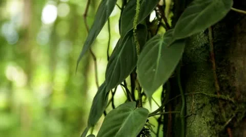 Pothos Vine growing on tree Stock Footage 21831296