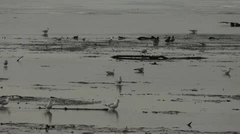 Potomac river in winter 스톡 동영상 20522774