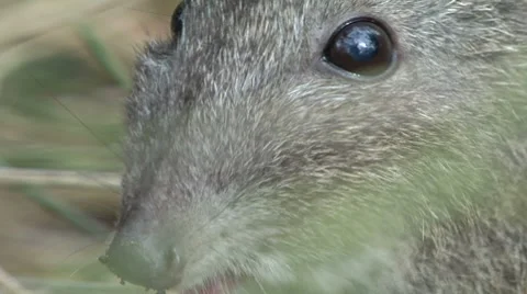 Potoroo close up Stock Footage 8651514