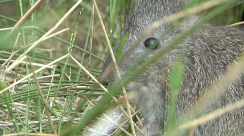 Potoroo eating grass Stock Footage 8651490