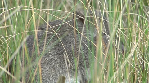 Potoroo hiding in the grass looks at camera Stock Footage 8651676