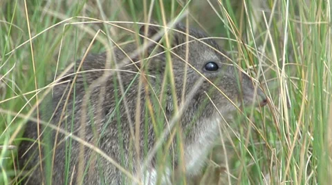 Potoroo runs off into grass Stock Footage 8651536