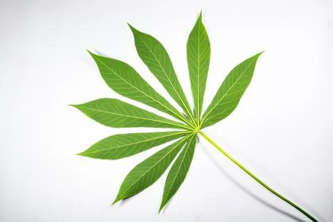 Potota leaf Stock Photos