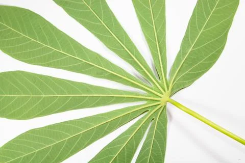 Potota leaf Stock Photos
