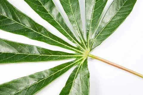 Potota leaf Stock Photos