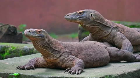 Potrait 2 komodo dragon 스톡 동영상 235897737