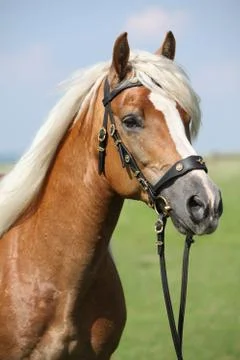 Potrait of beautiful haflinger stallion Stock Photos