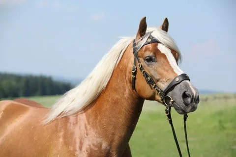 Potrait of beautiful haflinger stallion Stock Photos