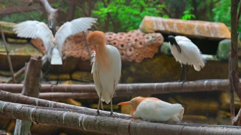 Potrait bird bubulcus ibis 스톡 동영상 247976457