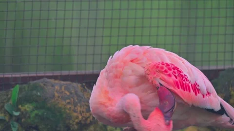 Potrait bird flamingo 스톡 동영상 246798639