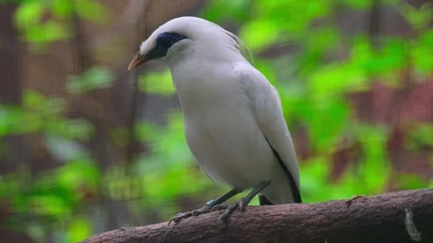 Potrait bird jali on the tree 스톡 동영상 242324621
