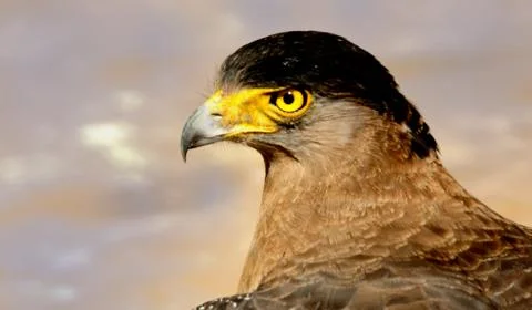 Potrait of a bird of prey Stock Photos