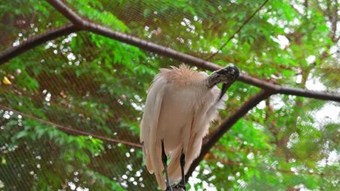 Potrait bird white ibis black head 스톡 동영상 247976396