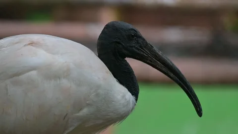 Potrait Bird White Ibis 스톡 동영상 247976290