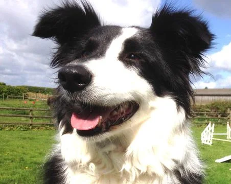 Potrait of Black and white border collie dog Stock Photos