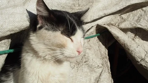 Potrait Of Black And White Cat Enjoying The Sun Relaxing Video stock 100635163