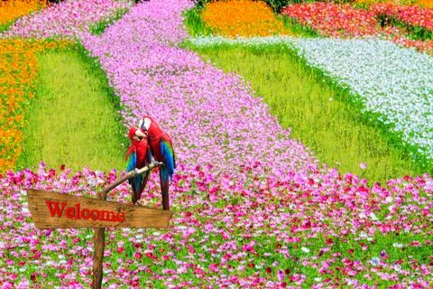 The potrait of blue &amp; gold macaw 스톡 일러스트