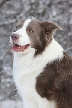 Potrait of border collie in winter Stock Photos