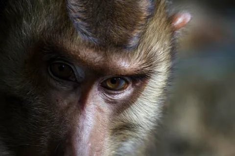 Potrait of brown monkey Stock Photos