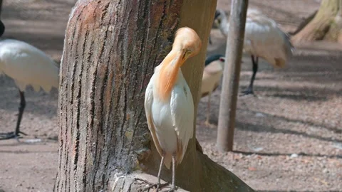 Potrait Bubulcus ibis Stock-Footage 246926636