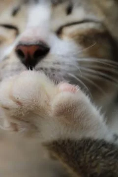 Potrait of a cat Stock Photos