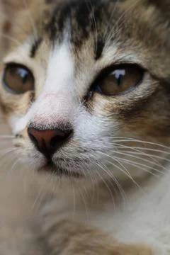 Potrait of a cat picture Stock Photos