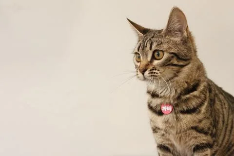 Potrait cats Stock Photos