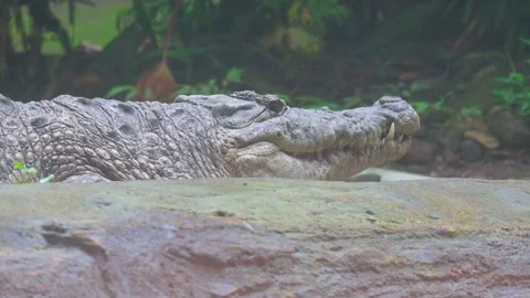 Potrait chrocodile 스톡 동영상 246187812