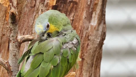 Potrait close up Of A Small Green Yellow Parrot cleaning himself on branch Stock Footage 134726404