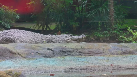 Potrait crocodile 스톡 동영상 246205260