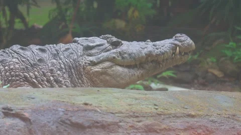 Potrait crocodile 스톡 동영상 246222332