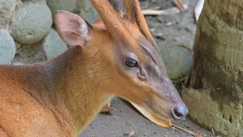 Potrait Deer Stock-Footage 265382194