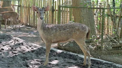 Potrait deer 스톡 동영상 265528828