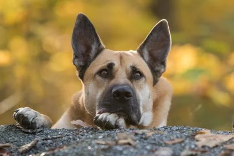 Potrait of dog waiting Stock Photos