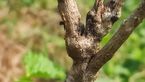 Potrait of dry trunk Stock Photos