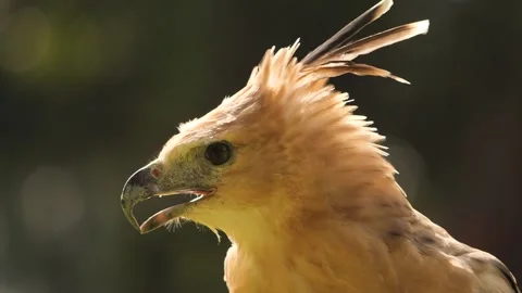 Potrait eagle Stockbeeldmateriaal 146344987