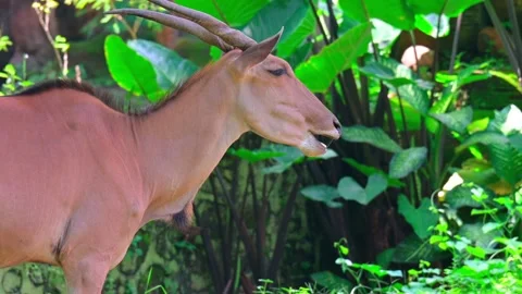 Potrait Eland Stock-Footage 243949790
