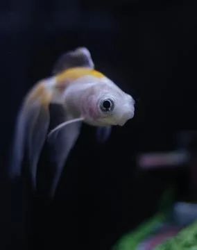 Potrait of a fish Stock Photos