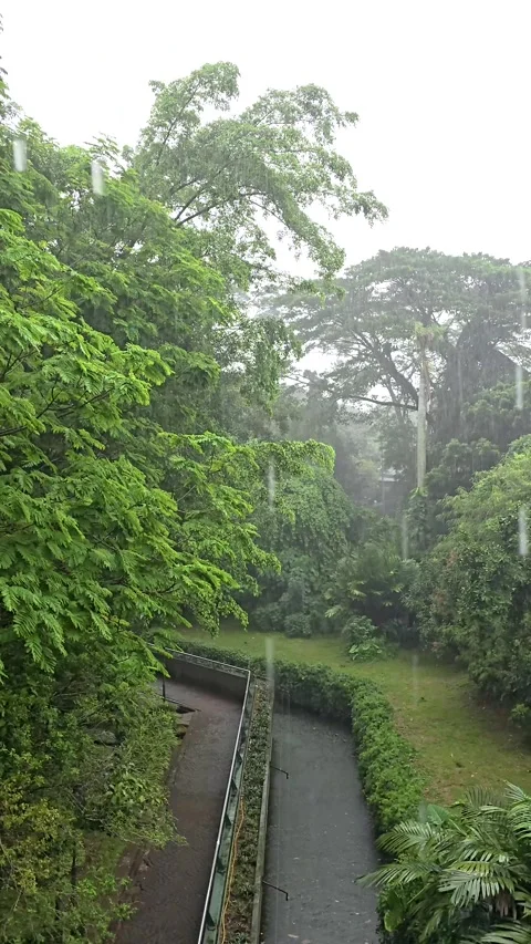 Potrait footage rain fall in forest Ragunan Zoo, Indonesia Video stock 301710622