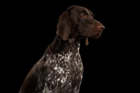Potrait of German Shorthaired Pointer Dog or Kurzhaar Stock Photos